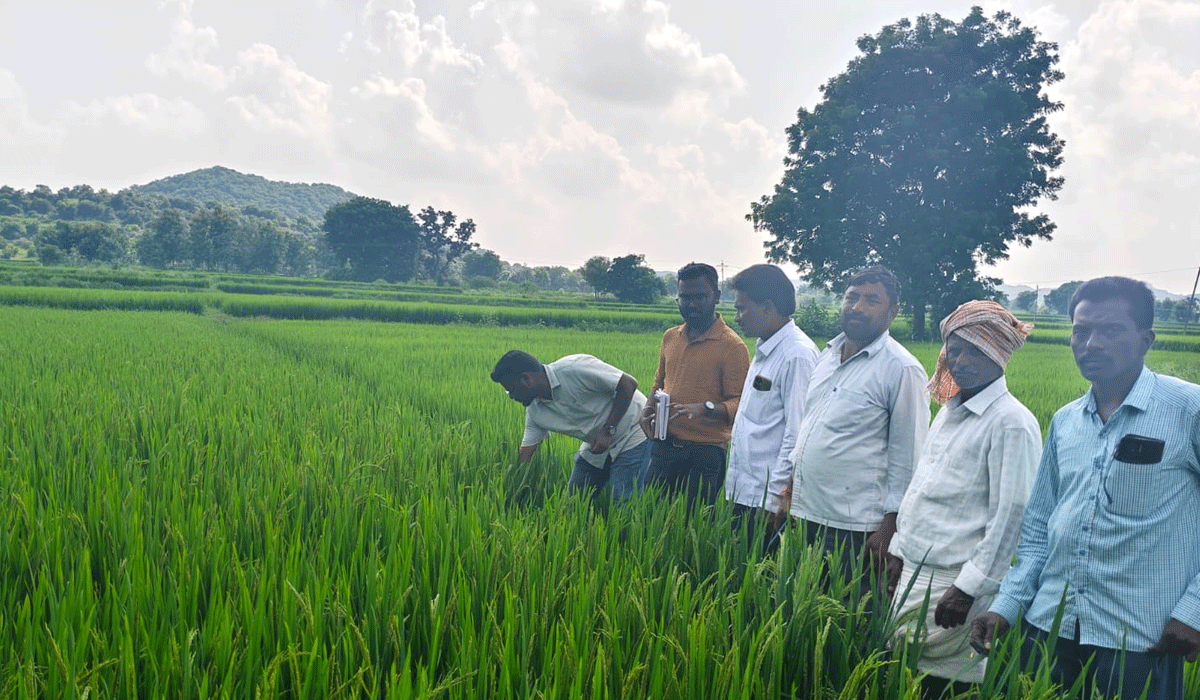 seed production fields | విత్తనోత్పత్తి క్షేత్రాలను సందర్శించిన వ్యవసాయ శాఖ శాస్త్రవేత్త