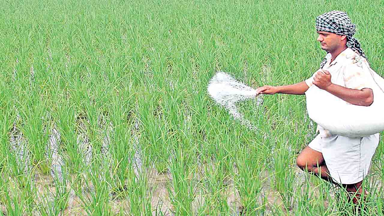 యూరియా కొరత.. దిగుబడుల్లో కోత!