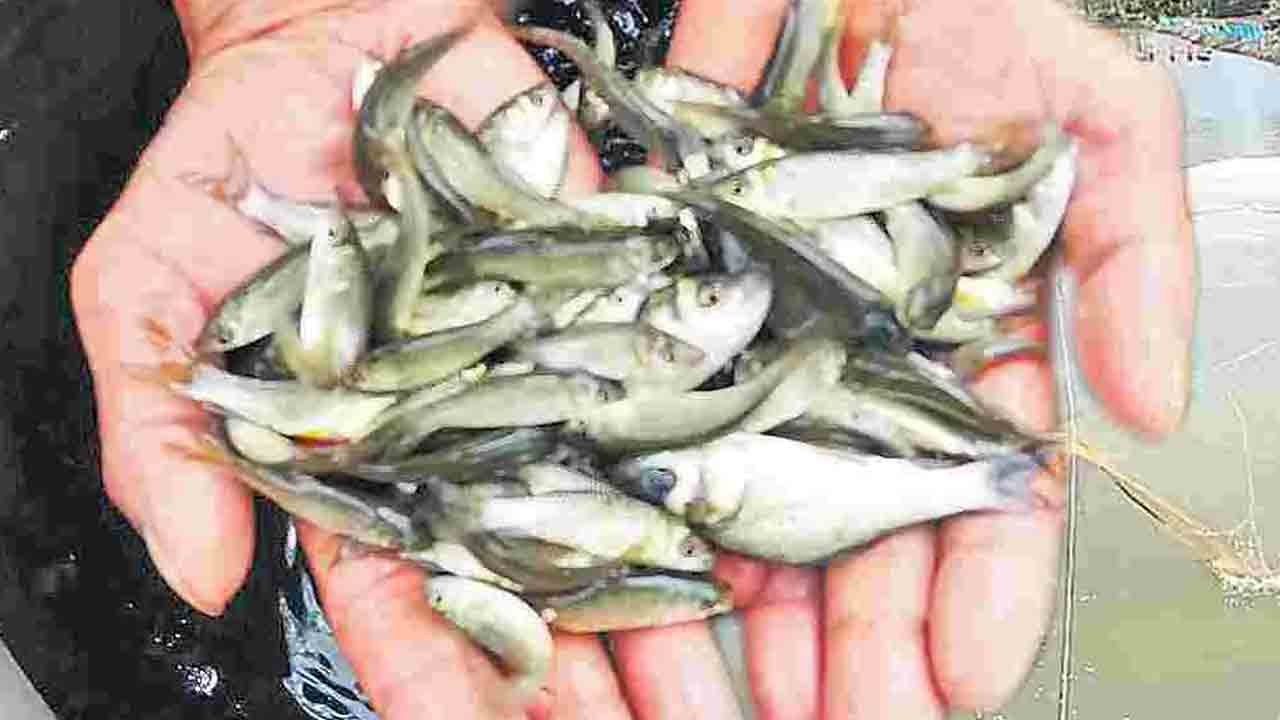 చేప పిల్లల టెండర్ల గడువు పొడిగింపు