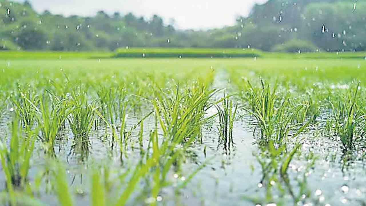 అధిక వర్షాలు కురిసినా.. తగ్గిన సాగు!