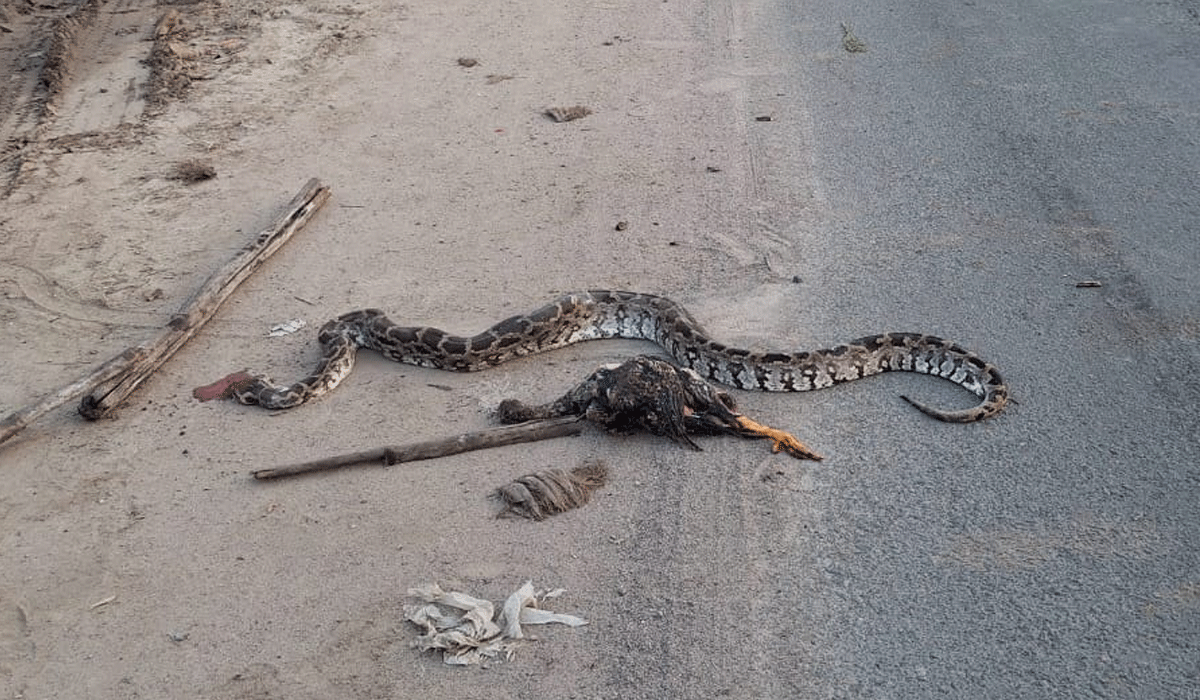 Dharmaram | ధర్మారం మండల కేంద్రంలో కోడిని తిన్న కొండచిలువ.. ఆగ్రహించి చంపిన స్థానికులు