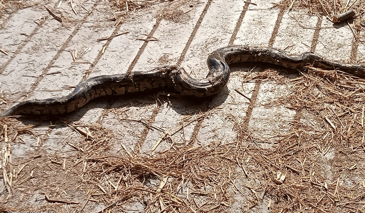 Korutla Polytechnic College | కోరుట్ల పాలిటెక్నిక్ కళాశాల సమీపంలో పాము కలకలం