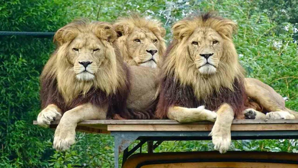 Bankokzoo
