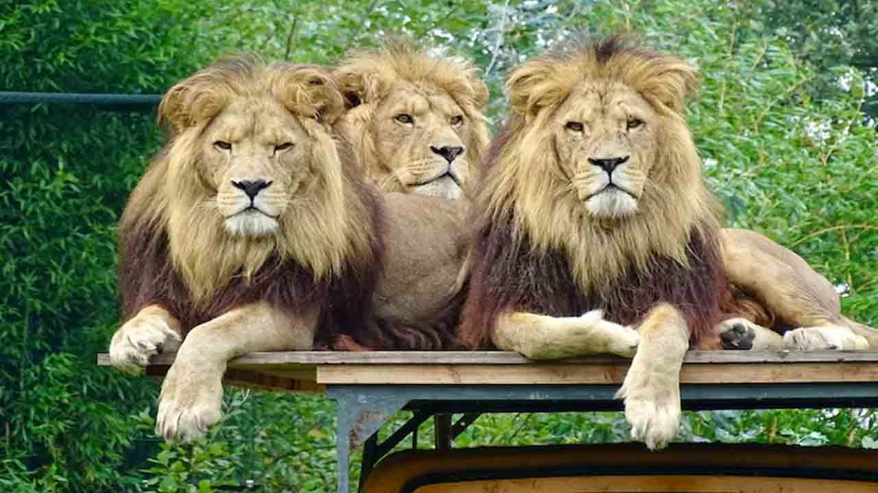 Safari World zoo | జూకీపర్పై సింహాల దాడి.. పర్యాటకుల ముందే చంపేశాయ్
