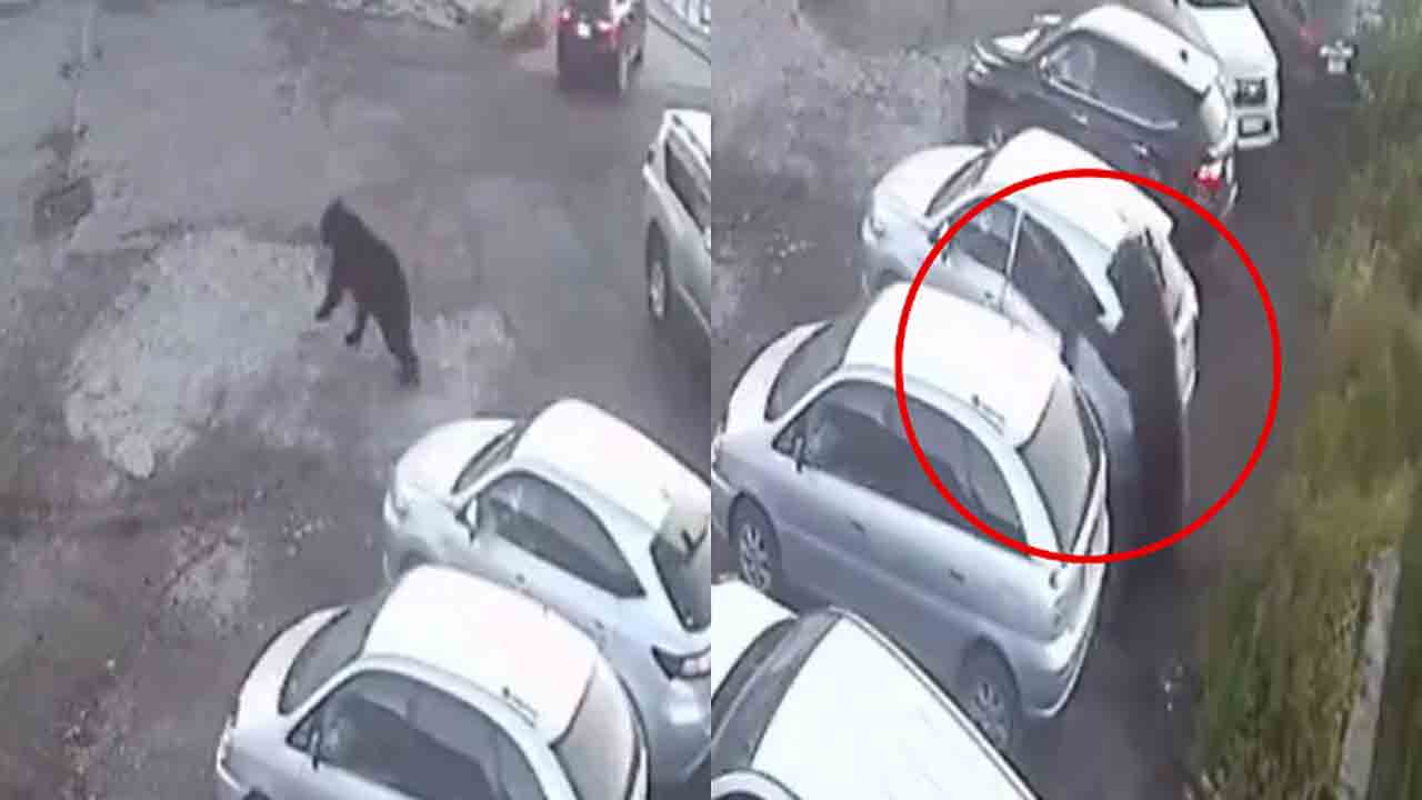 Watch: పార్కింగ్‌ ప్రాంతంలో ఎలుగుబంటి దాడి.. తర్వాత ఏం జరిగిందంటే?