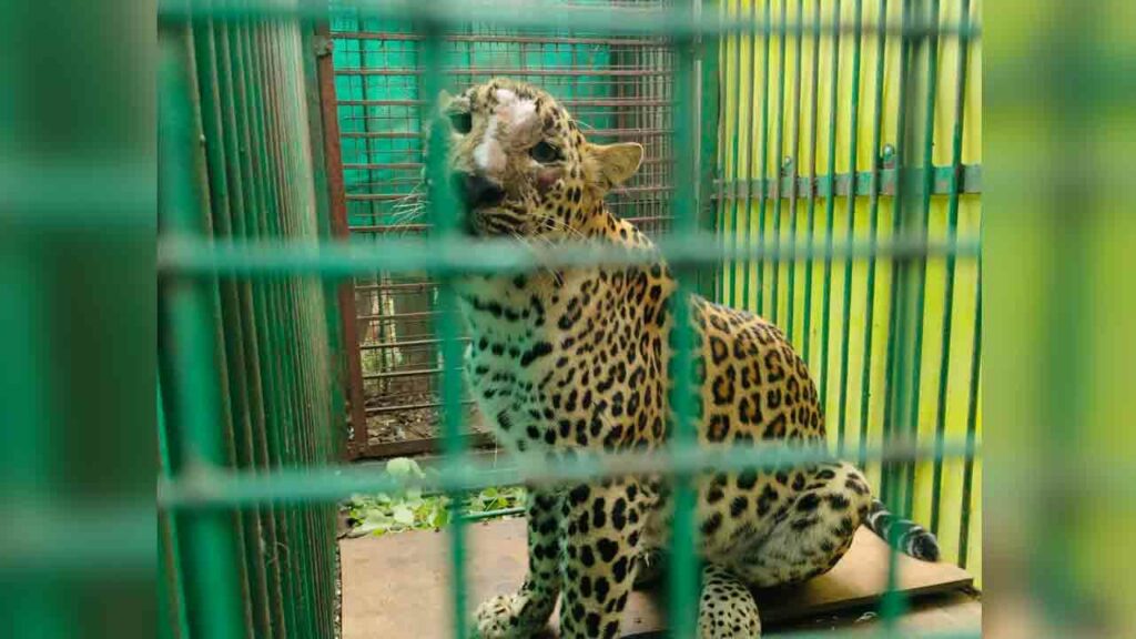 Cheetah