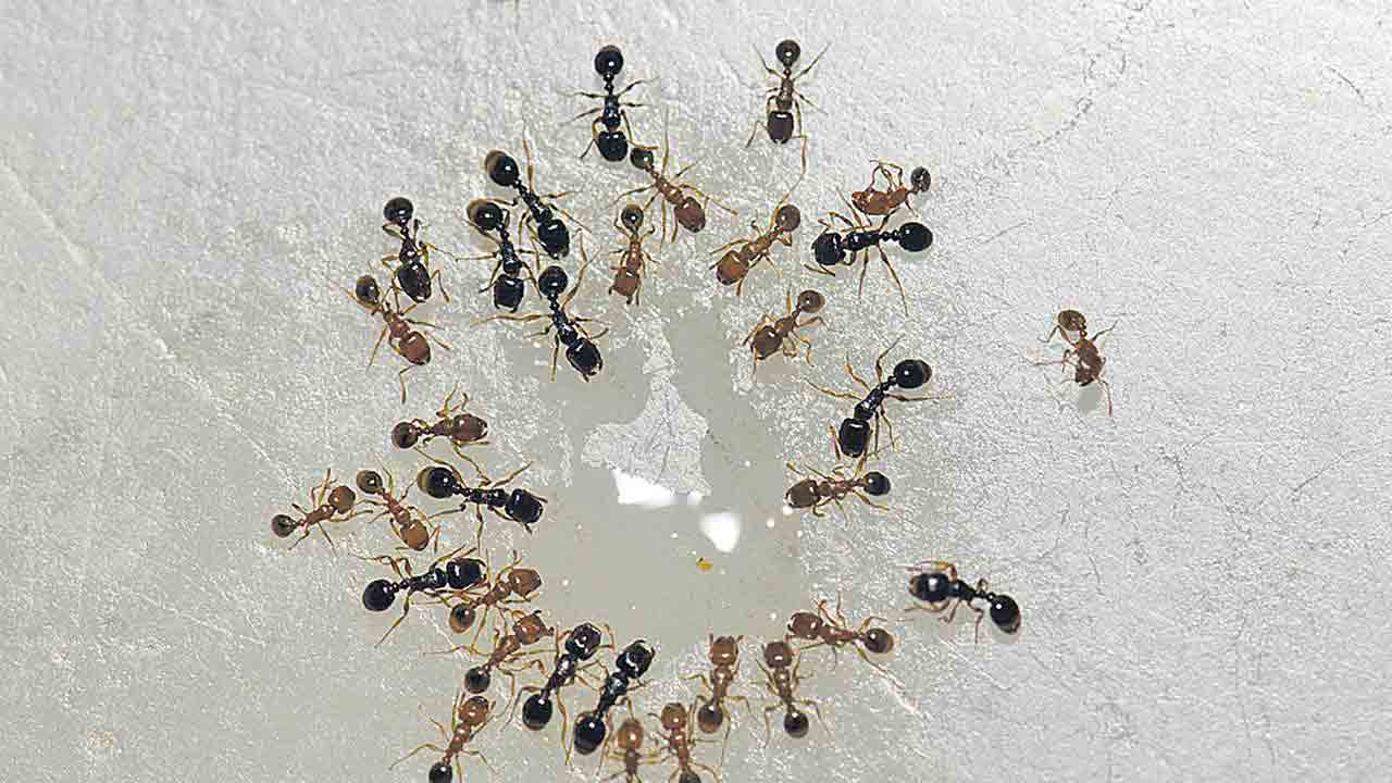 చీమలకు చెక్‌