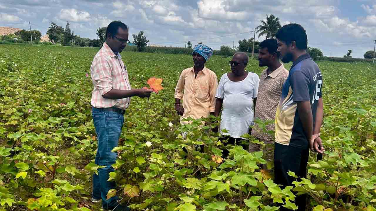 Cotton Crop | పత్తి పంటలో సస్యరక్షణ చర్యలపై ఏఈఓ నాగార్జున సూచనలివే