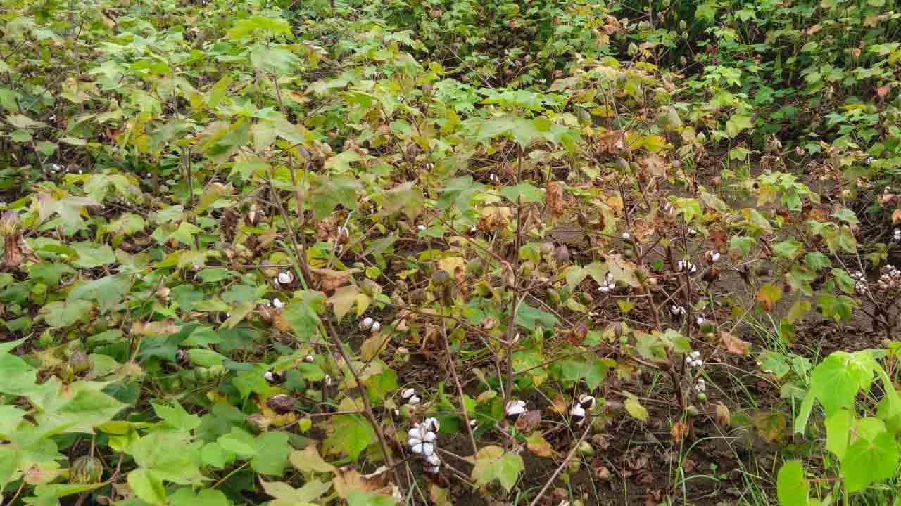 Cotton Seed 1