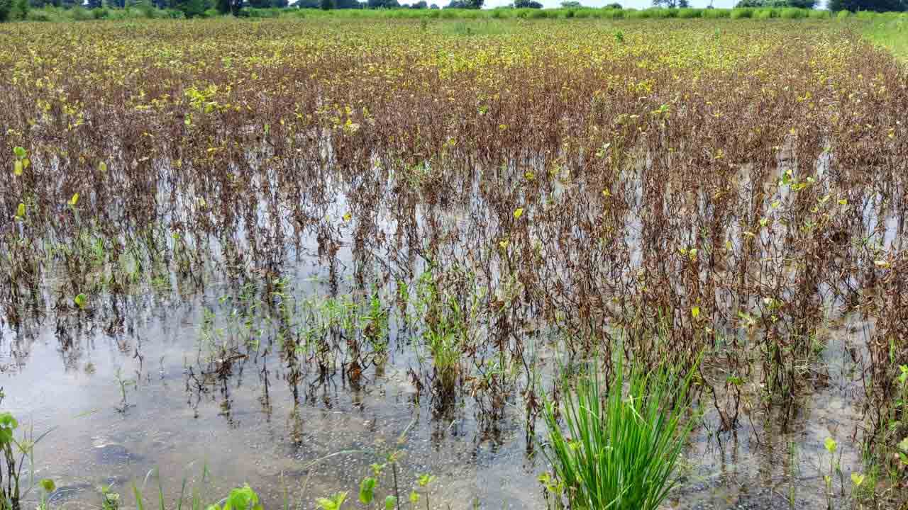 Compensation | హెక్టారుకు రూ. 50 వేల నష్ట పరిహారం అందించాలి : రైతుల డిమాండ్