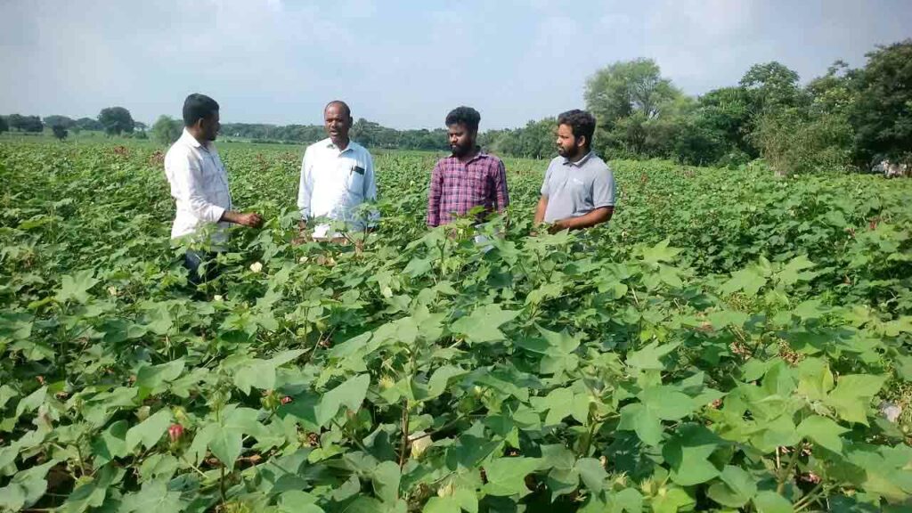 Crop Cultivation