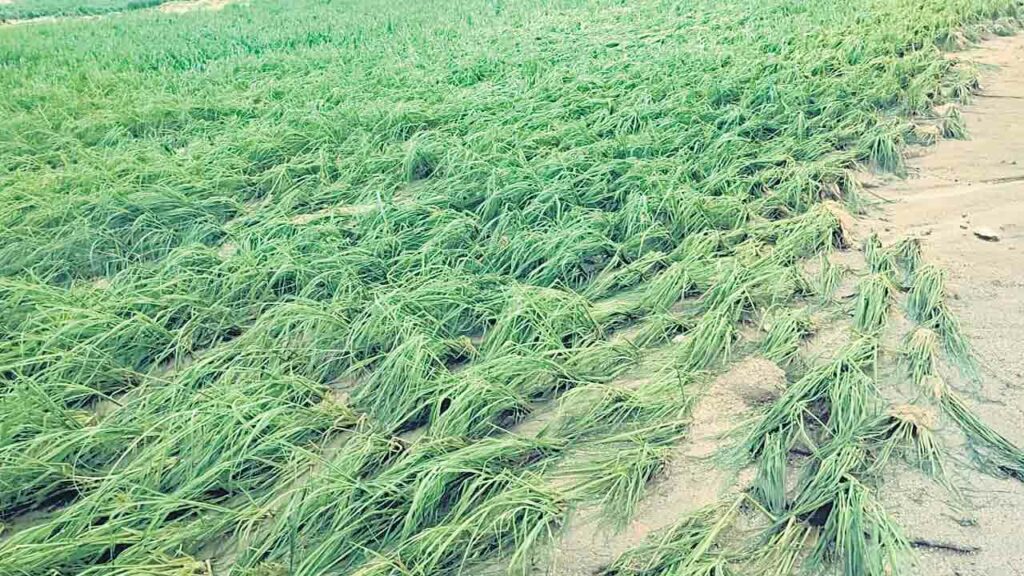 Crops Damage