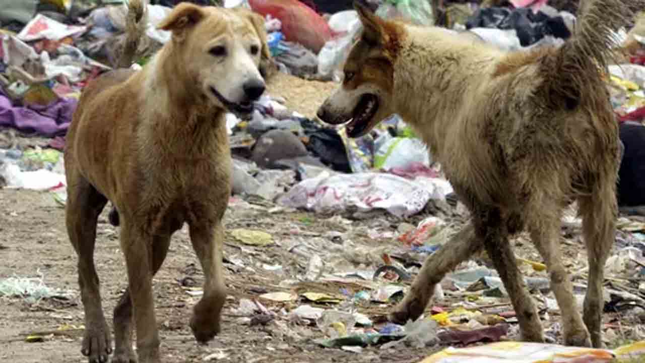 Dog Attacks | అర్ధరాత్రి కుక్కల బీభత్సం.. మేకను కొరికి చంపిన శునకాలు