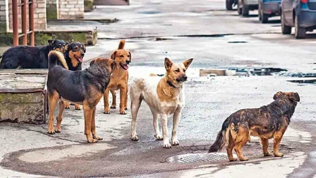 Dogs Attack