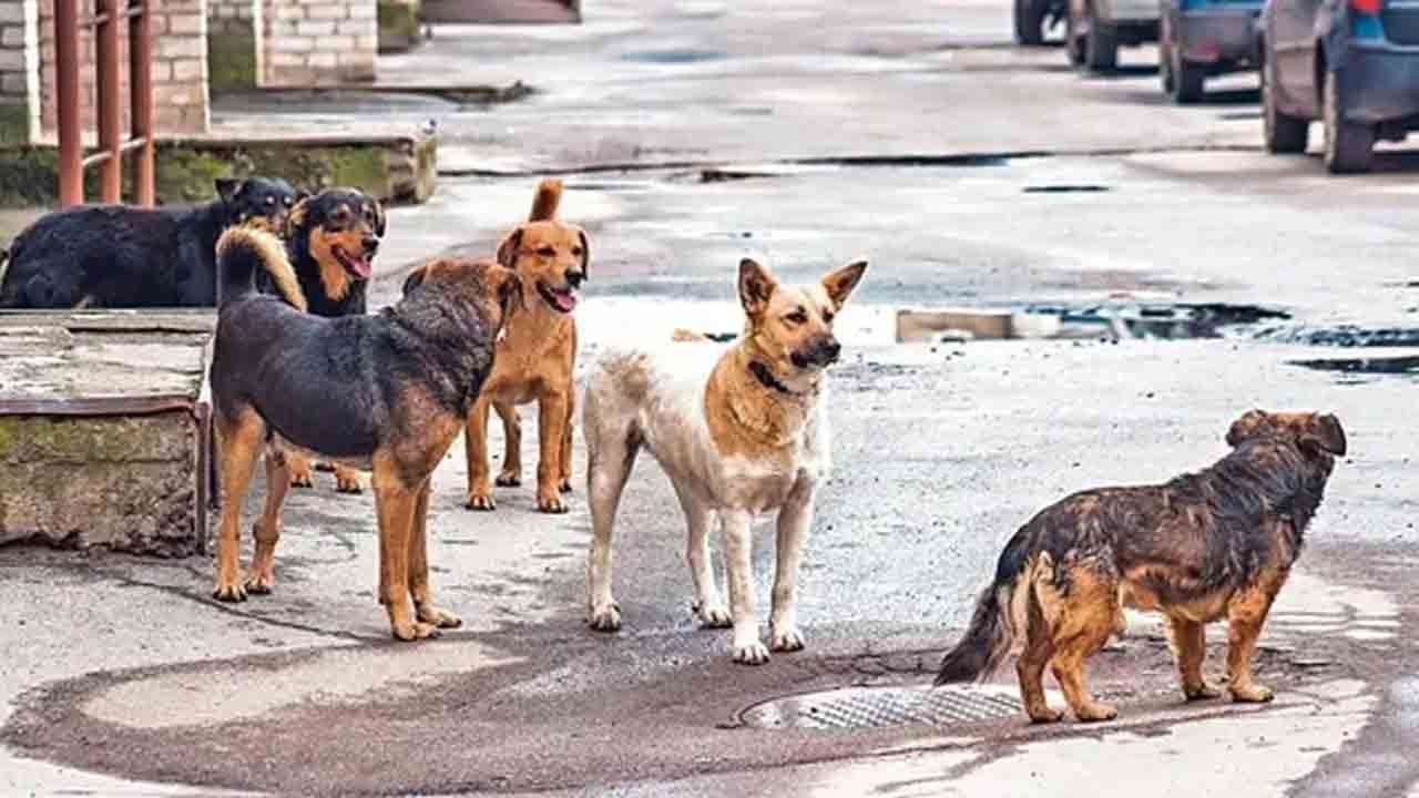 Dogs attack | కుక్కల దాడిలో చిన్నారికి తీవ్రగాయాలు.. ఆసుపత్రికి తరలింపు