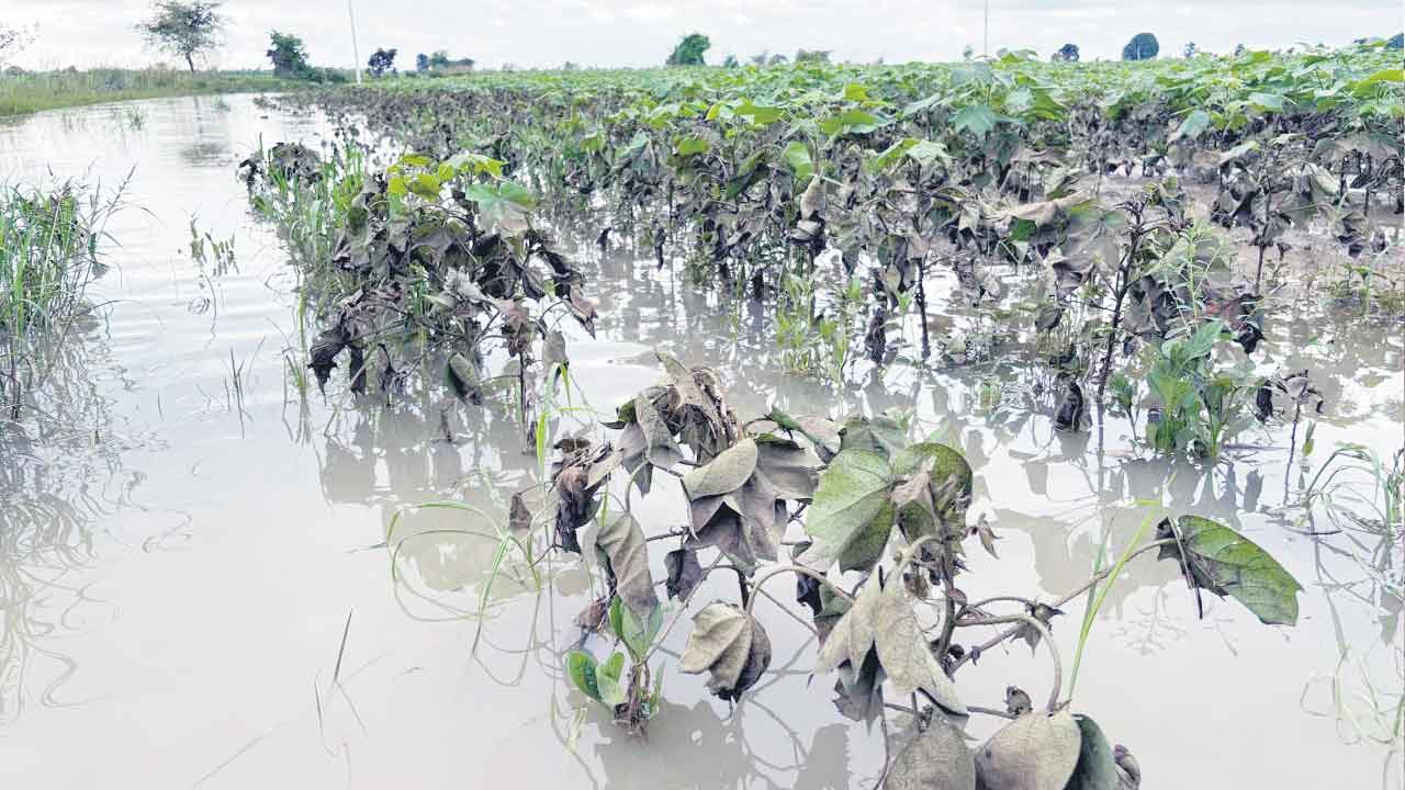 , Farmers
