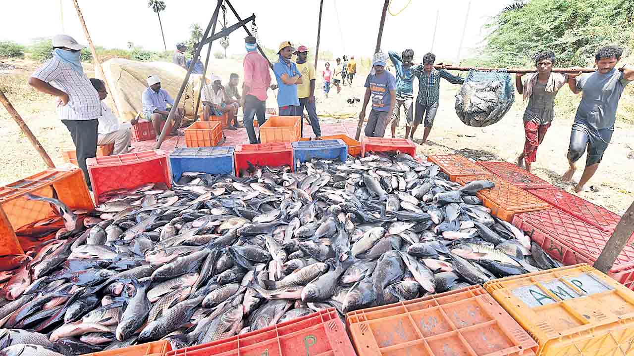 చేపల వినియోగంపై అవగాహన కల్పించాలి