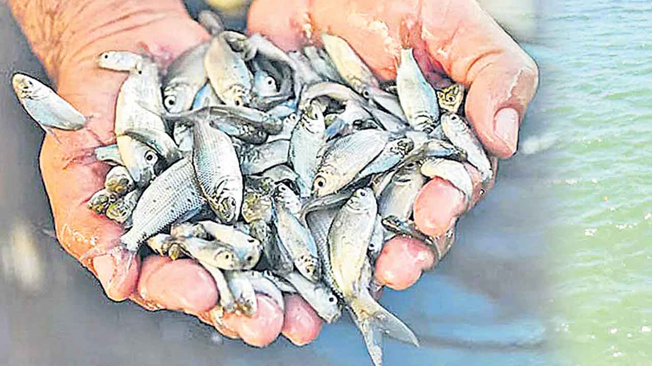 చేప పిల్లల పధకంపై నీలినీడలు!