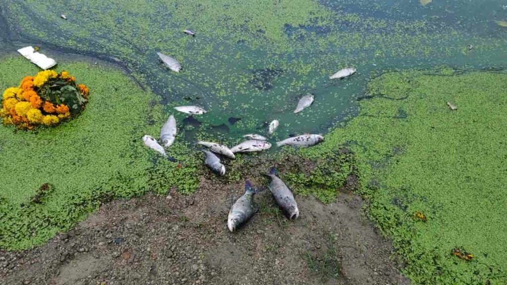 Fish Ponds
