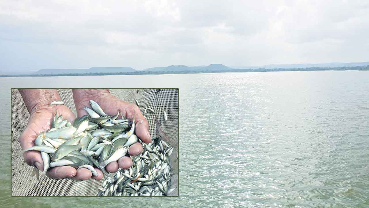 చేప పిల్లల పంపిణీ ఉన్నట్టా.. లేనట్టా?