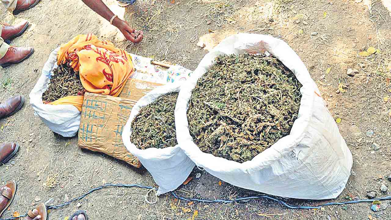 14 కిలోల గంజాయి పట్టివేత