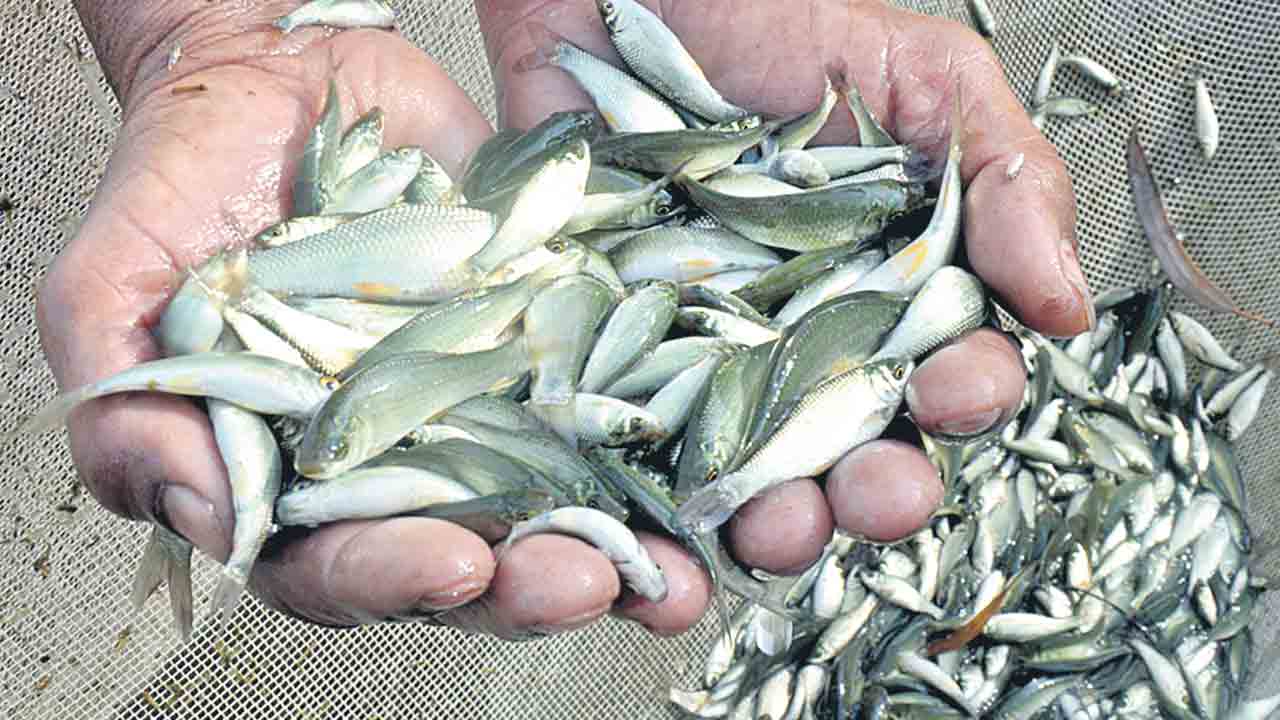 చేప పిల్లల కేంద్రం తెరుచుకునేదెన్నడో!