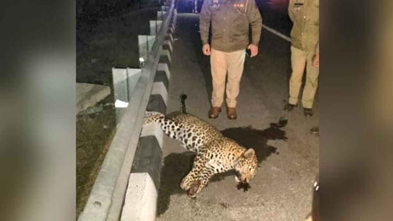 వాహనం ఢీకొని చిరుత మృత్యువాత