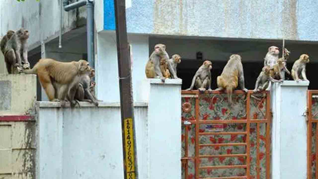 Monkeys Attack | కోతుల బెడద నుంచి కాపాడండి సారూ.. మాదారంలో యువకుడికి గాయాలు