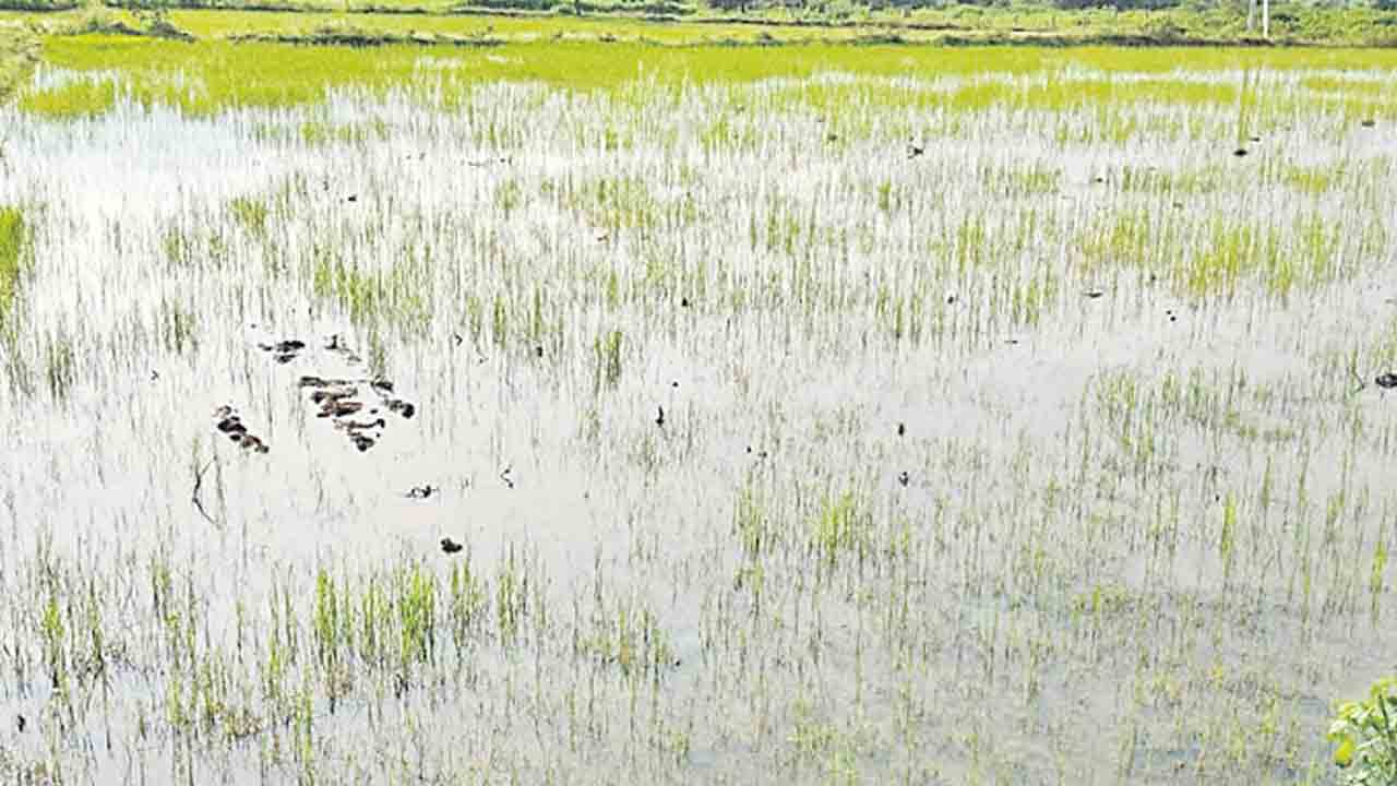 యూరియా వర్రీ