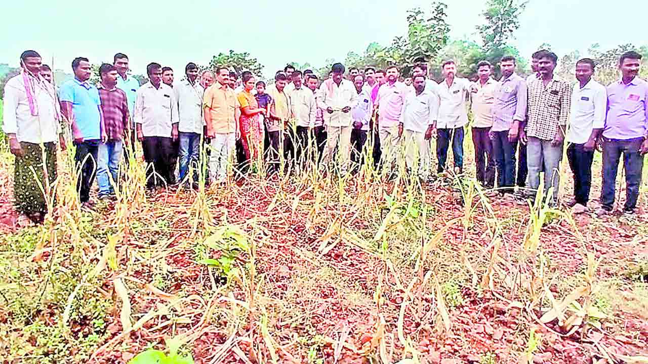 యూరియా కొరతకు సర్కారుదే బాధ్యత