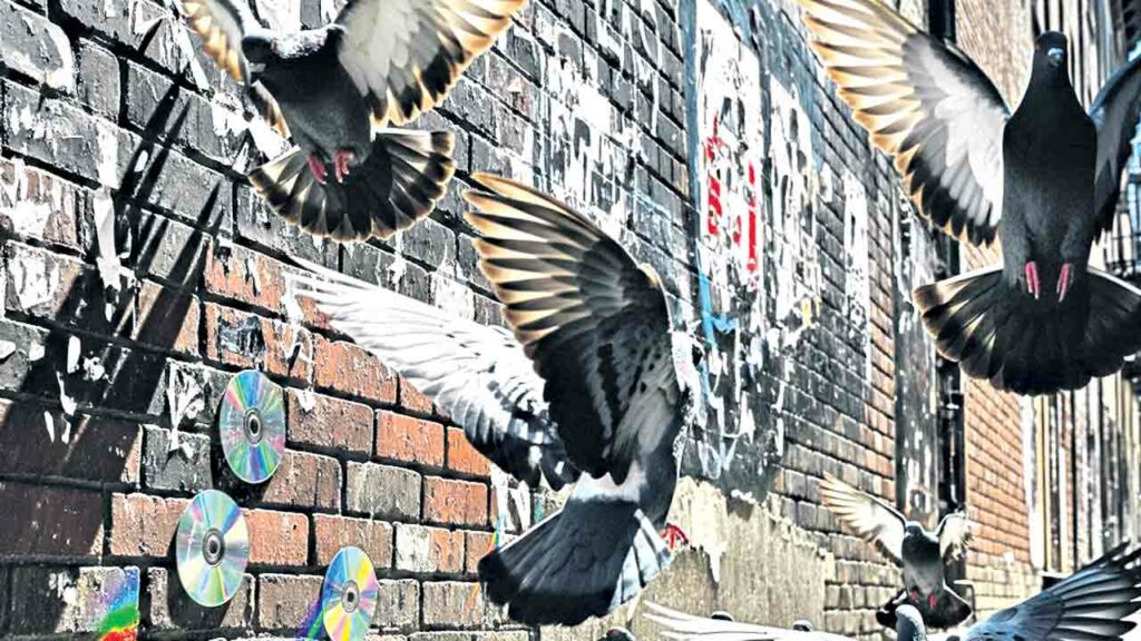 Pigeon