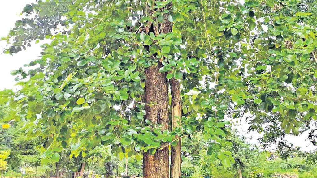Sandalwood Plant