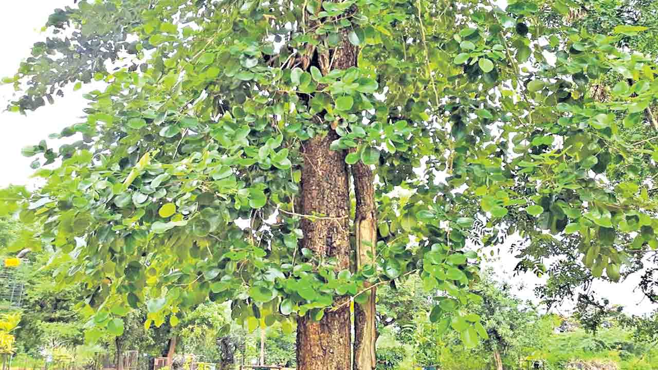 ఘనం.. పీవీ వనం