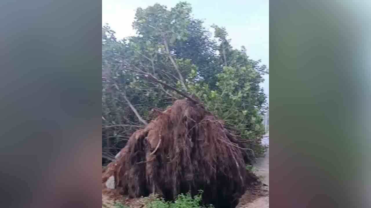 Shivala Marrichettu | వందేళ్ల చరిత్ర.. నేలకొరిగిన శివాల మర్రిచెట్టు