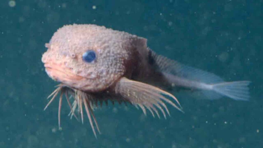 Snail Fish