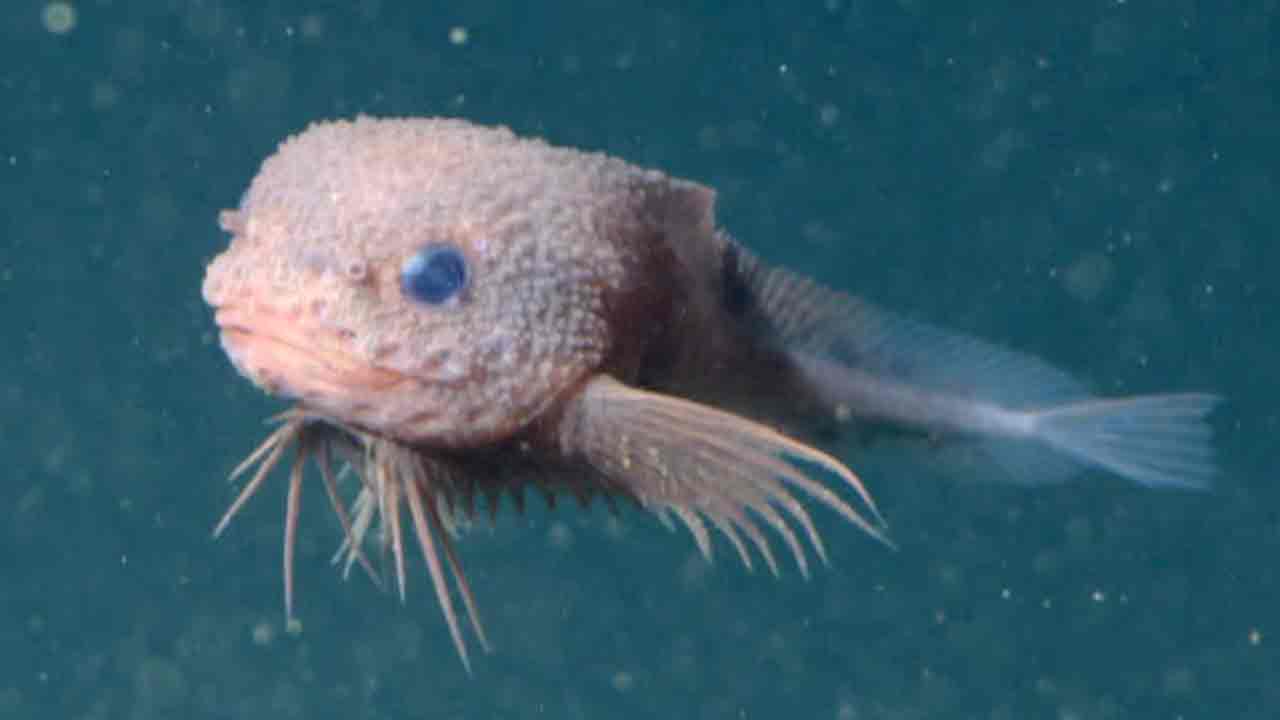 Rare fish | పసిఫిక్‌ సముద్రం అడుగు భాగంలో అరుదైన చేపలు..!