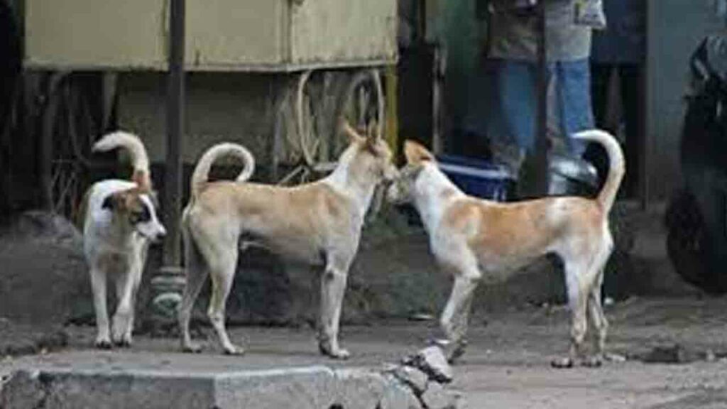 Street Dogs