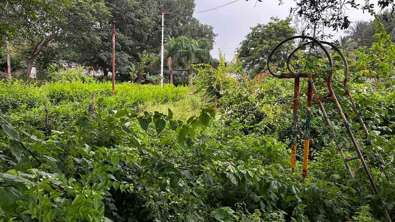 Singareni Park | పిచ్చి మొక్కలతో నిరుపయోగంగా మారిన సింగరేణి పార్క్