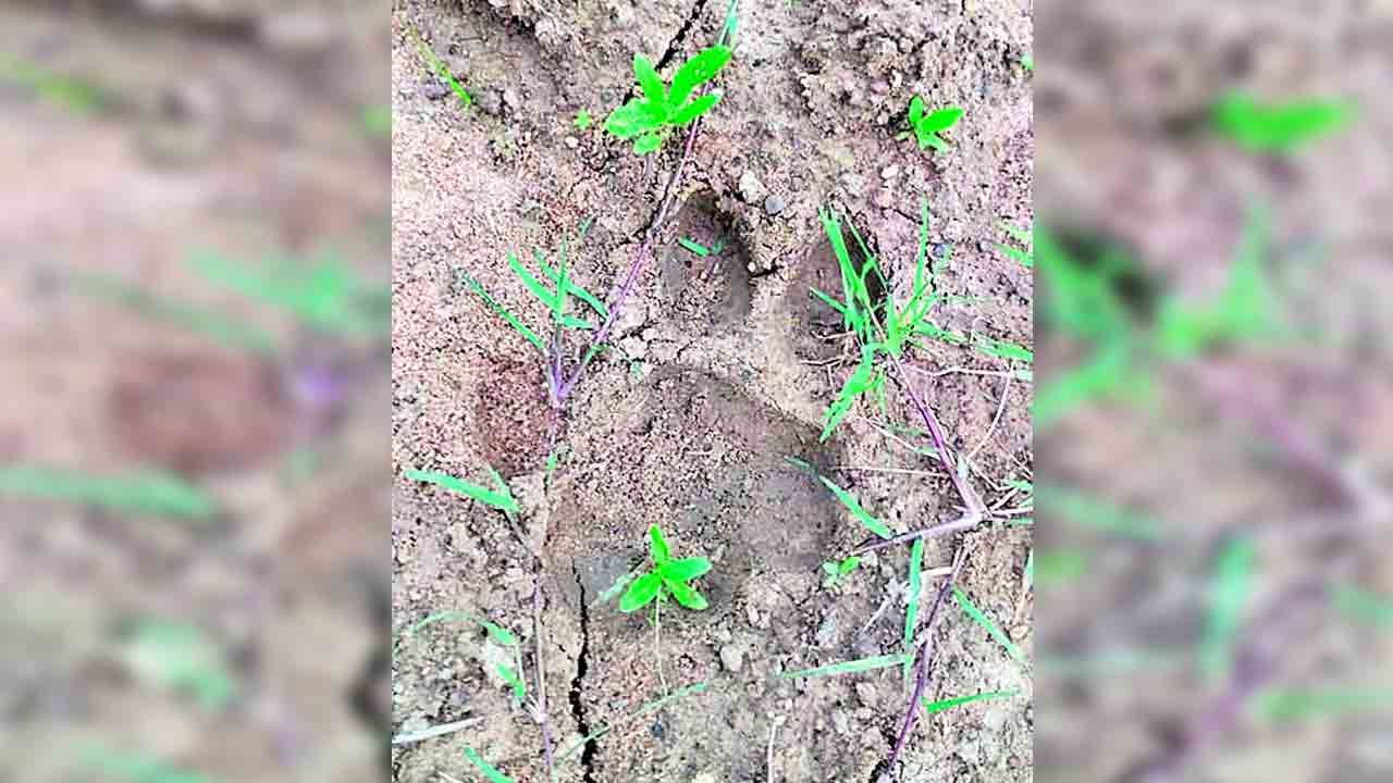 మేడారం వైపు పెద్దపులి