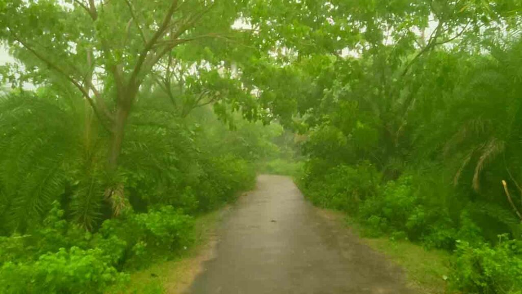 Trees On Roads