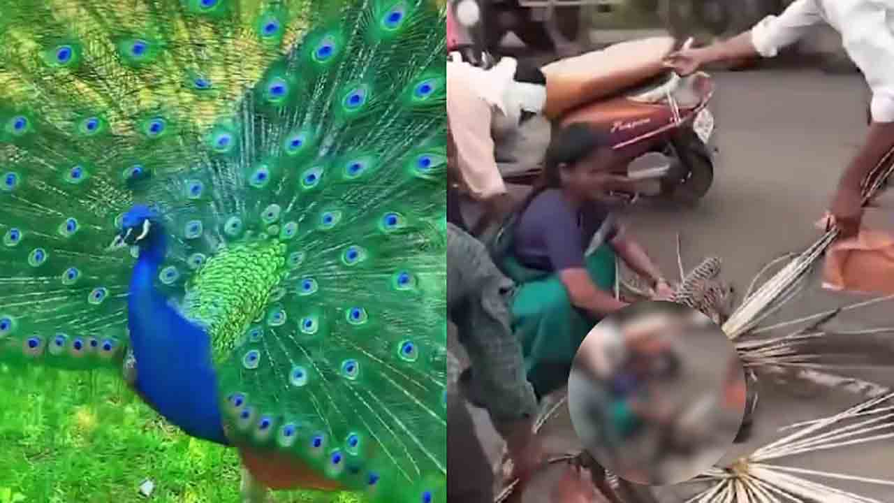 Watch: రోడ్డు ప్రమాదంలో గాయపడిన నెమలి.. రక్షించే బదులు ఈకలు పీకిన గ్రామస్తులు