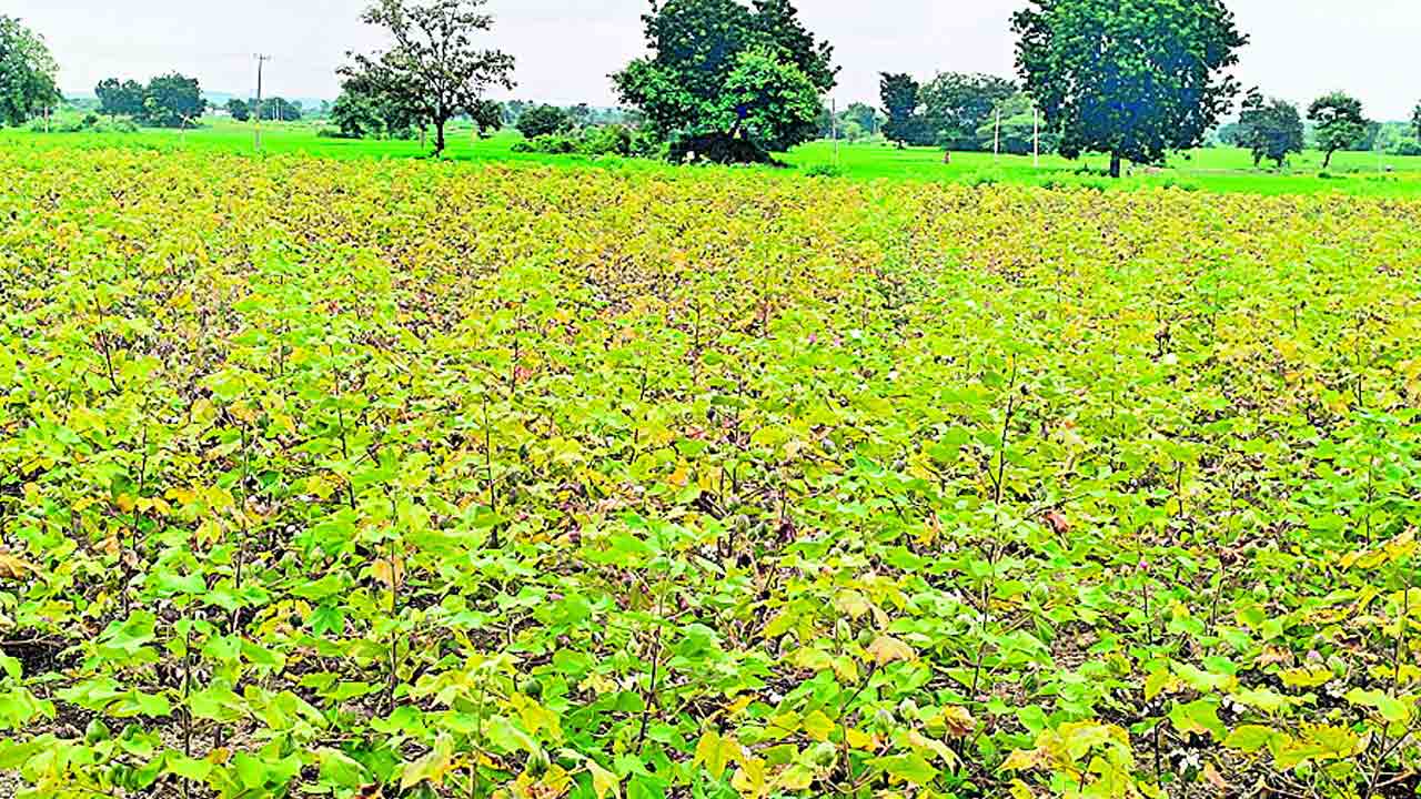 ఎర్రబారుతున్న తెల్లబంగారం!