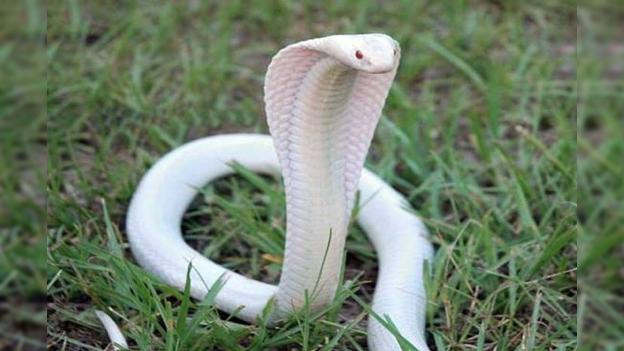 Swetha Naagu | బొగ్గు గనుల్లో ప్రత్యక్షమైన అరుదైన శ్వేతనాగు..! నెట్టింట వీడియో వైరల్‌..!