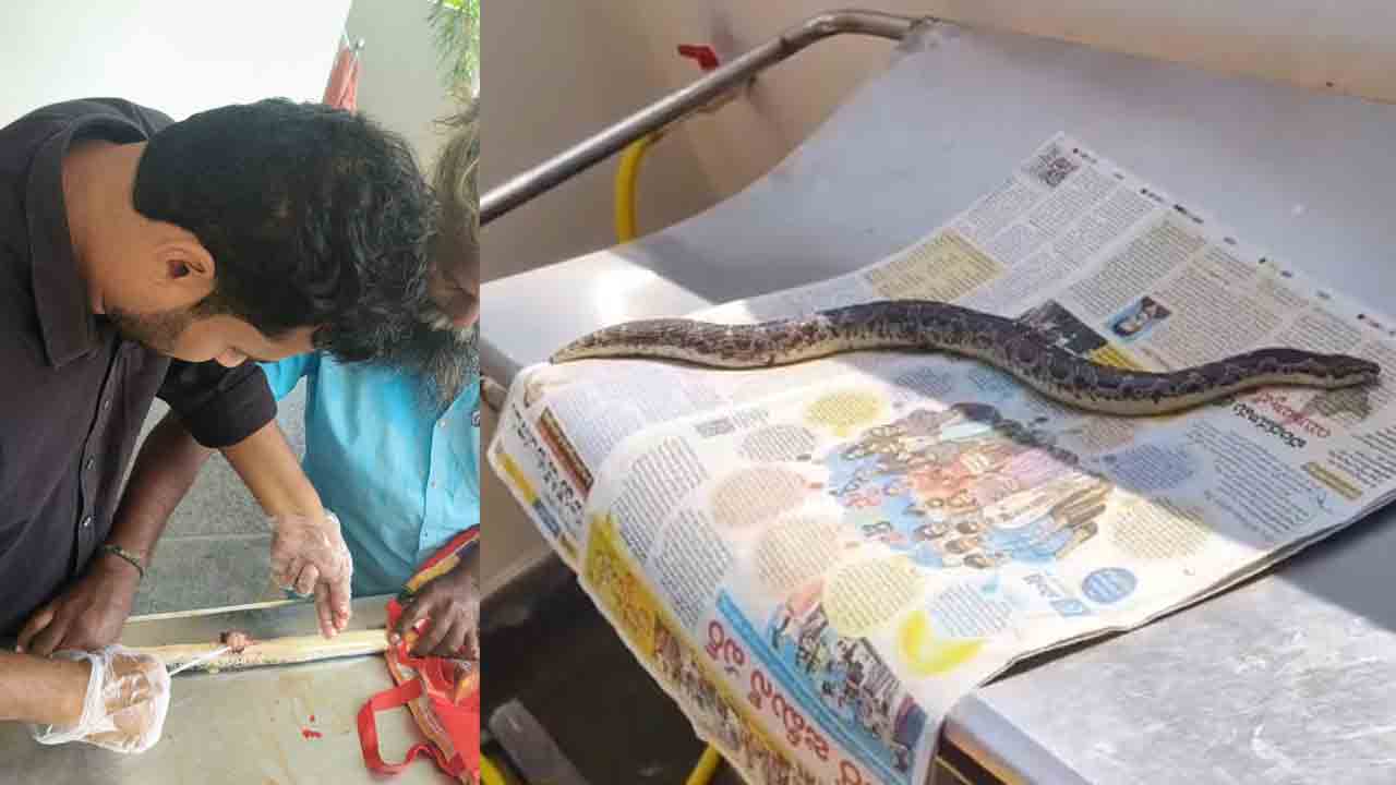 Siricilla | గడ్డపార పడడంతో పాముకు గాయం.. వైద్యం చేసిన పశువైద్యాధికారి..!