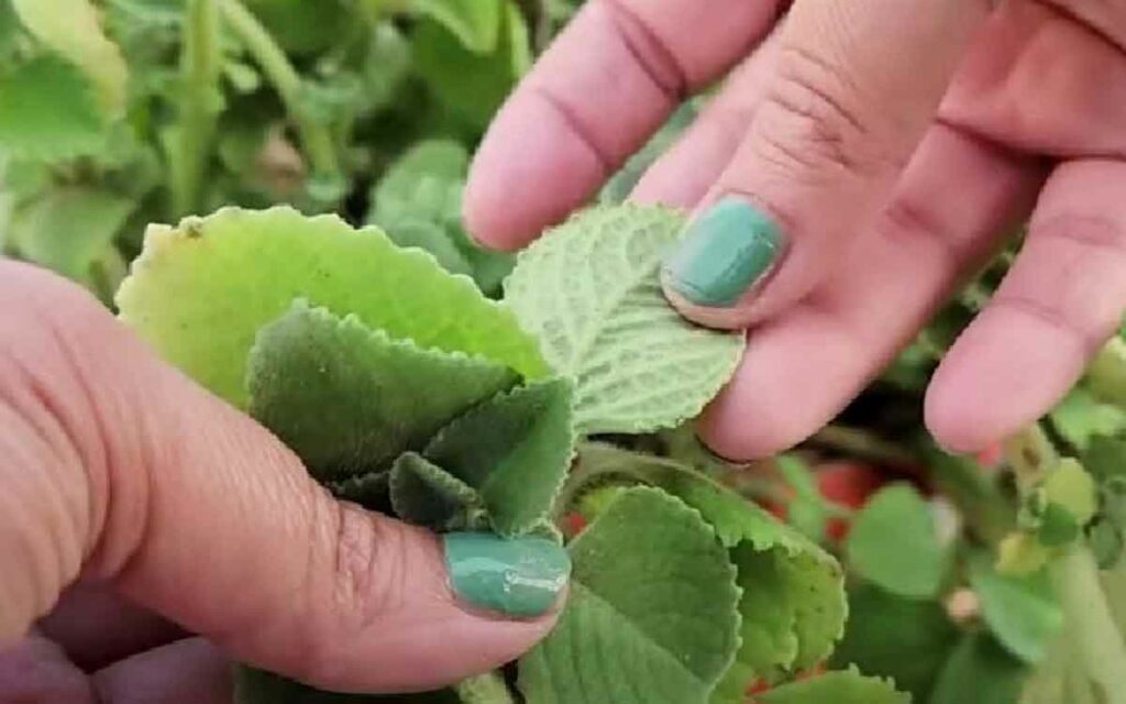 Ajwain Leaves