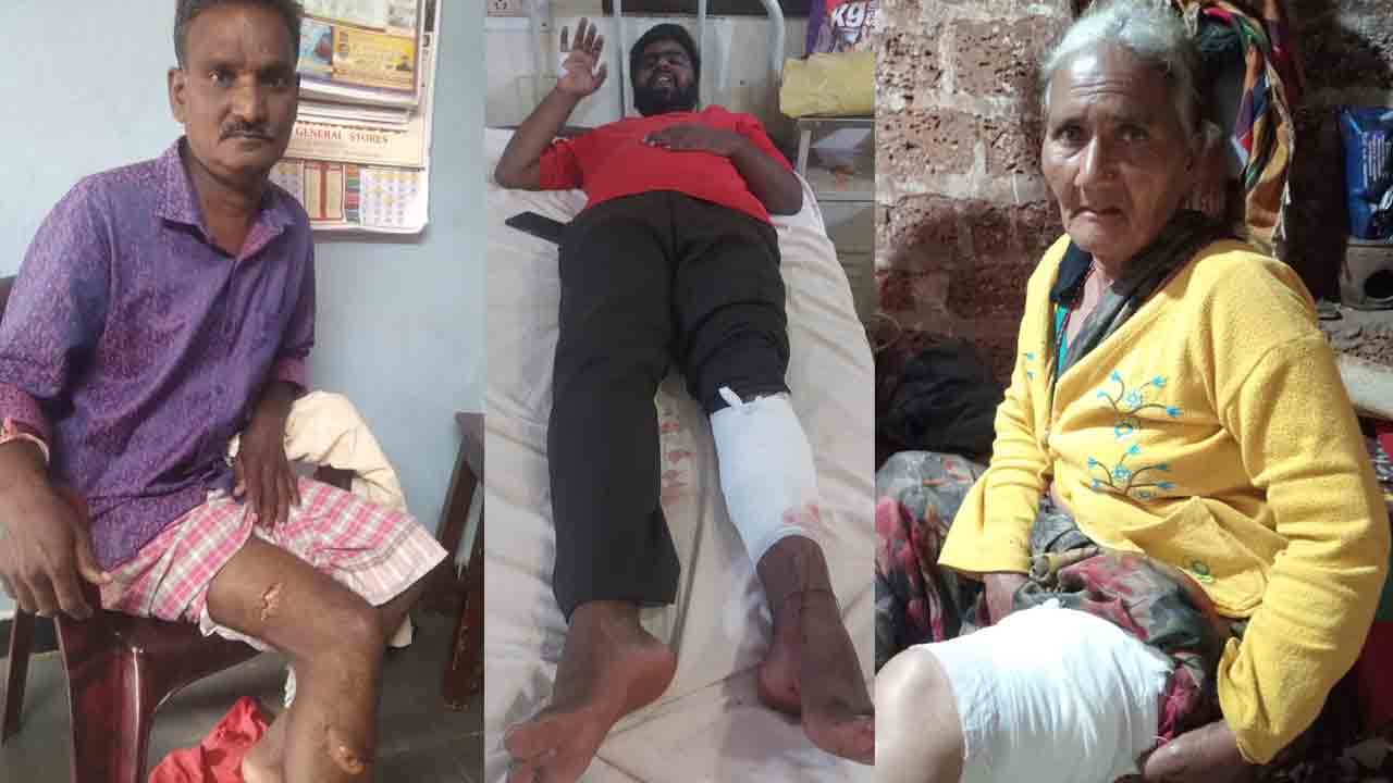 Baboons | కొండముచ్చులు బాబోయ్‌.. గుంపులు గుంపులుగా దారిన వెళ్లే వారిపై దాడులు