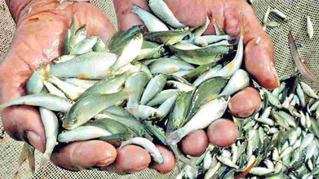 తుది దశకు చేపపిల్లల టెండర్లు