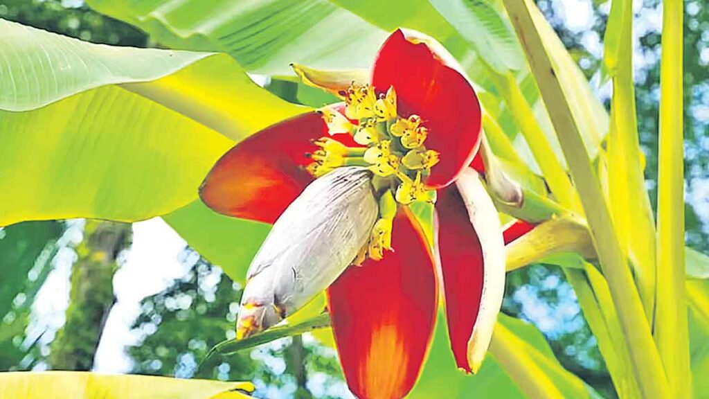 Banana Flower