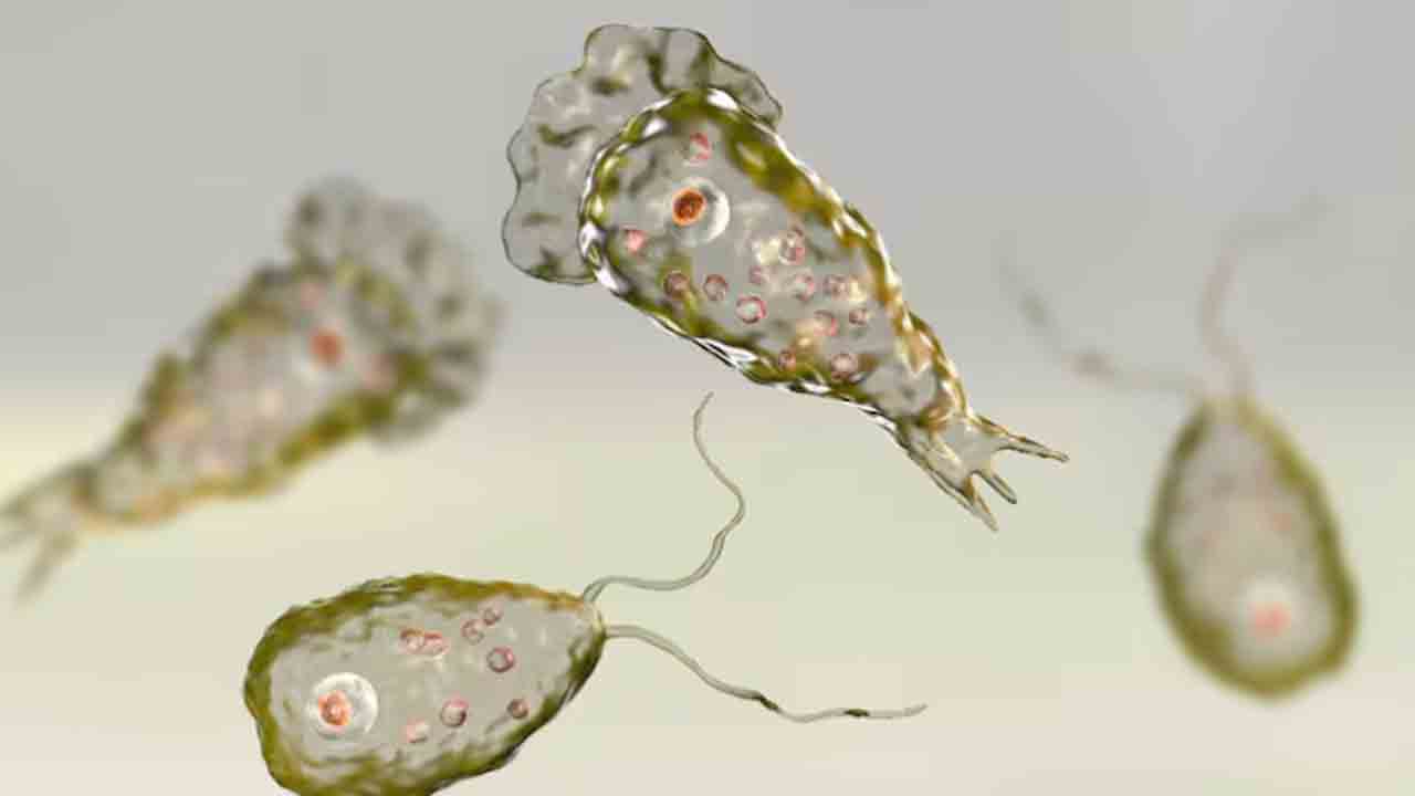 brain-eating amoeba | కేరళలో 67కు చేరిన మెదడు తినే అమీబా కేసులు.. 18   మరణాలు నమోదు