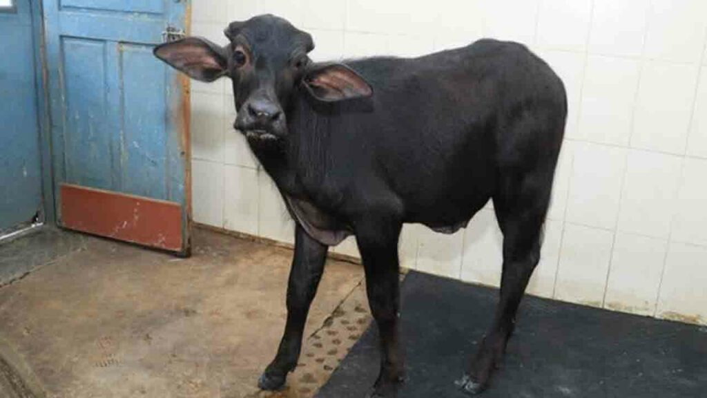 Buffalocalf